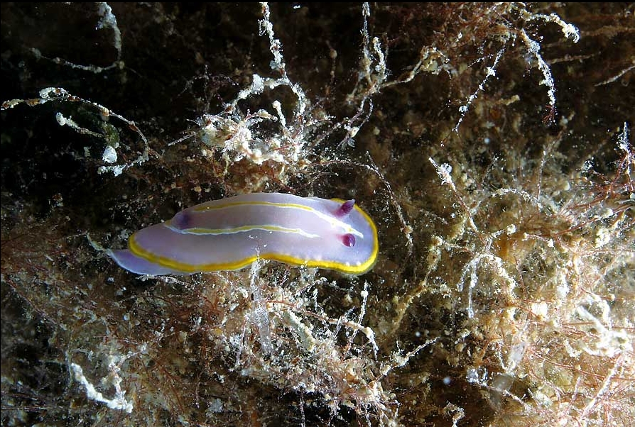 Chromodoris krohni